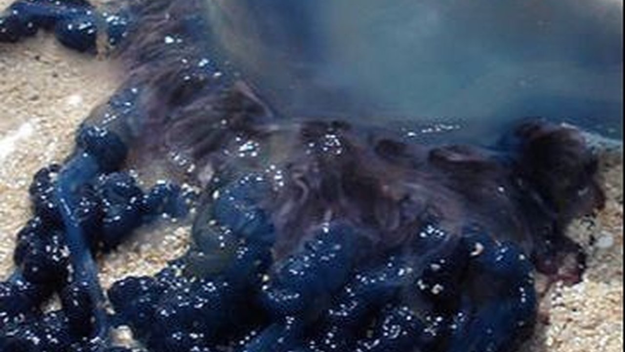 Sangat Mematikan, Ini Deretan Hewan Air yang Sebaiknya Kamu Hindari