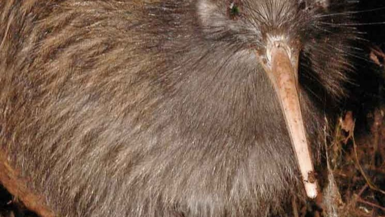 Deretan Hewan Unik di Selandia Baru, Ada Burung Hantu Setengah Beo!