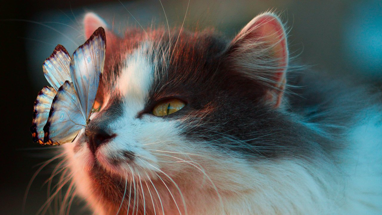 10 Fakta Menarik Tentang Kucing, Bisa Tidur 13 Jam Sehari