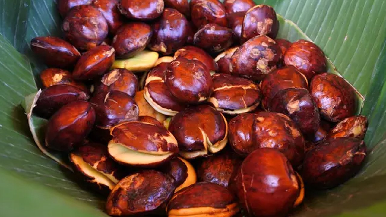 Ilustrasi Jengkol