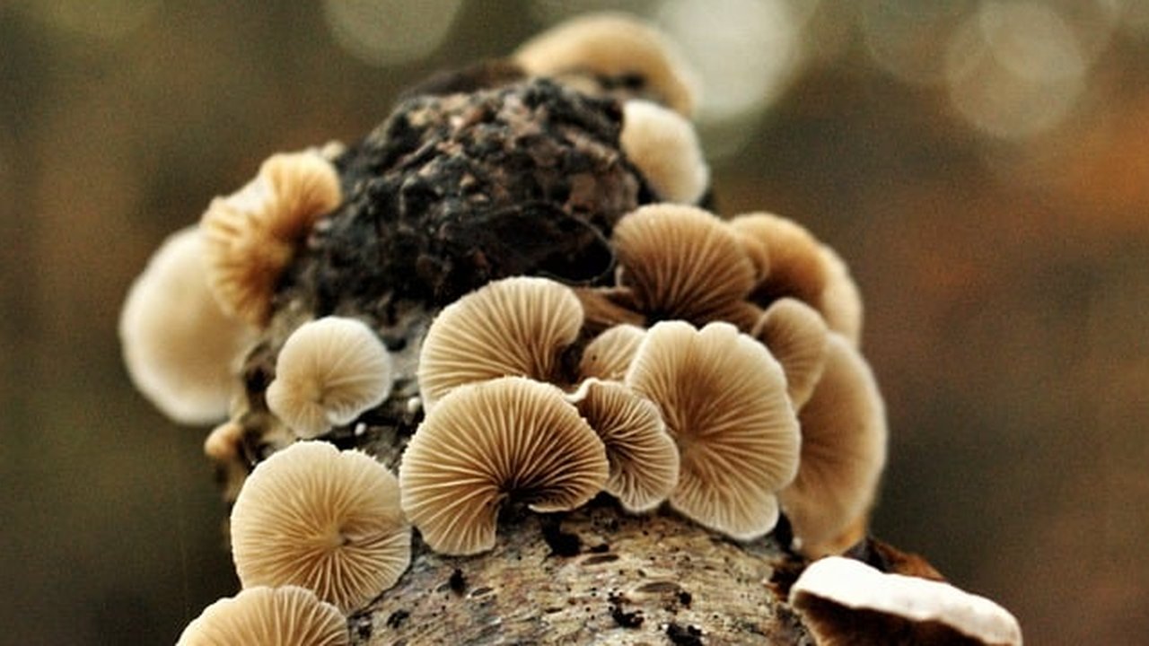 maitake