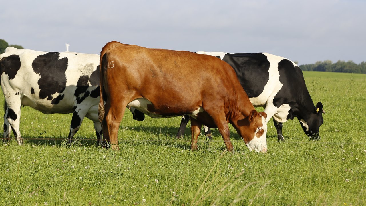 Ilustrasi hewan ternak, sapi. (Photo created by wirestock on www.freepik.com)