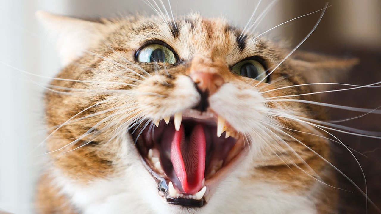 Mengenal Hewan Karnivora