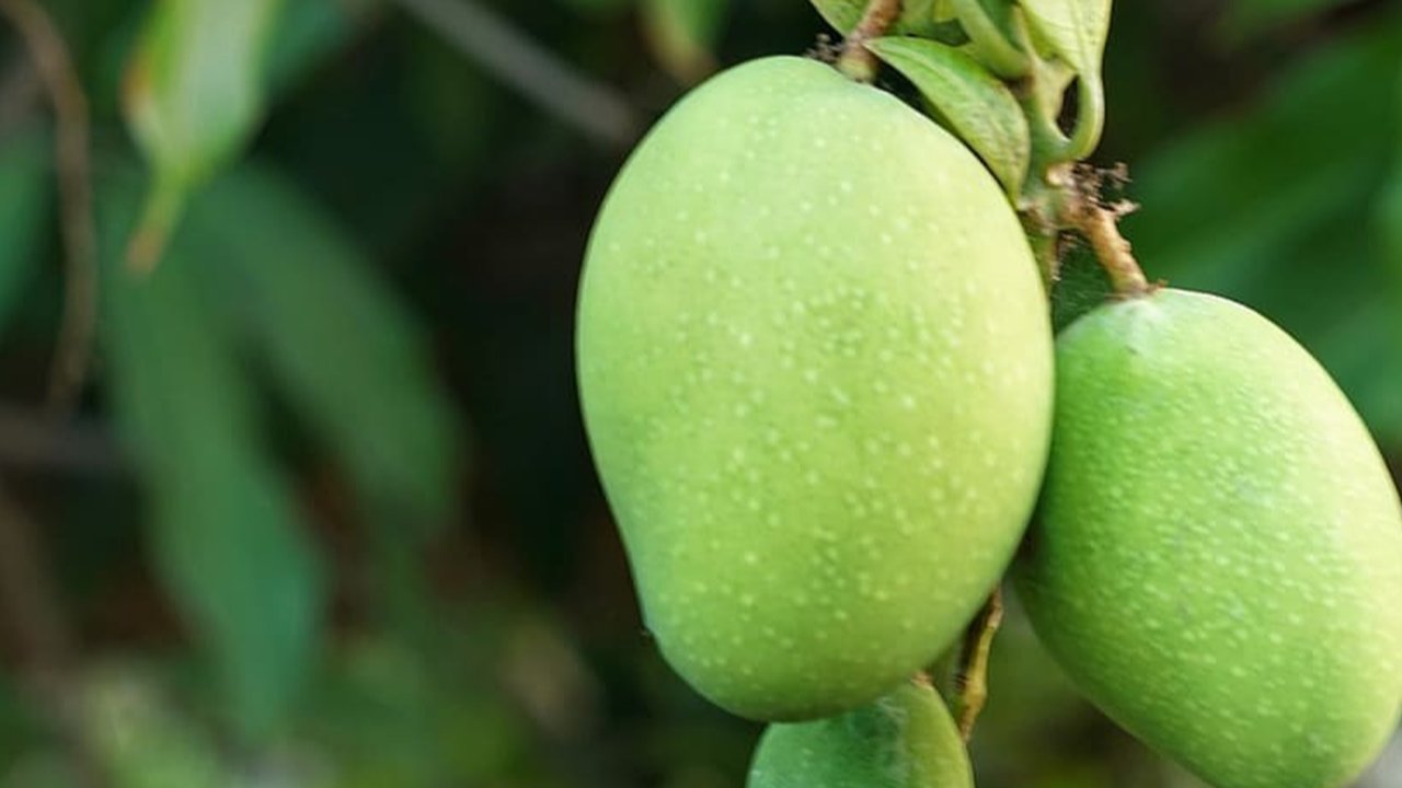 Manfaat Biji Mangga untuk Kesehatan