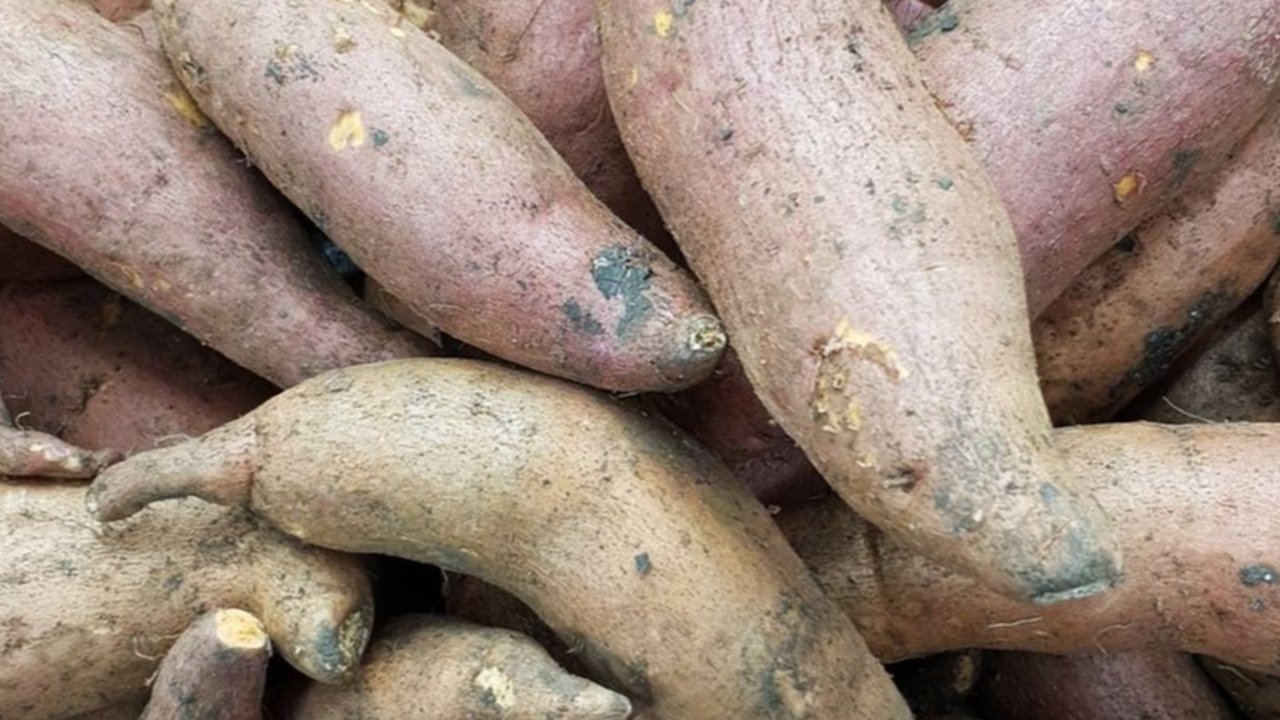 Ubi madu asli Sukabumi ini diklaim lebih manis dan lembut dari jenis ubi lainnya.