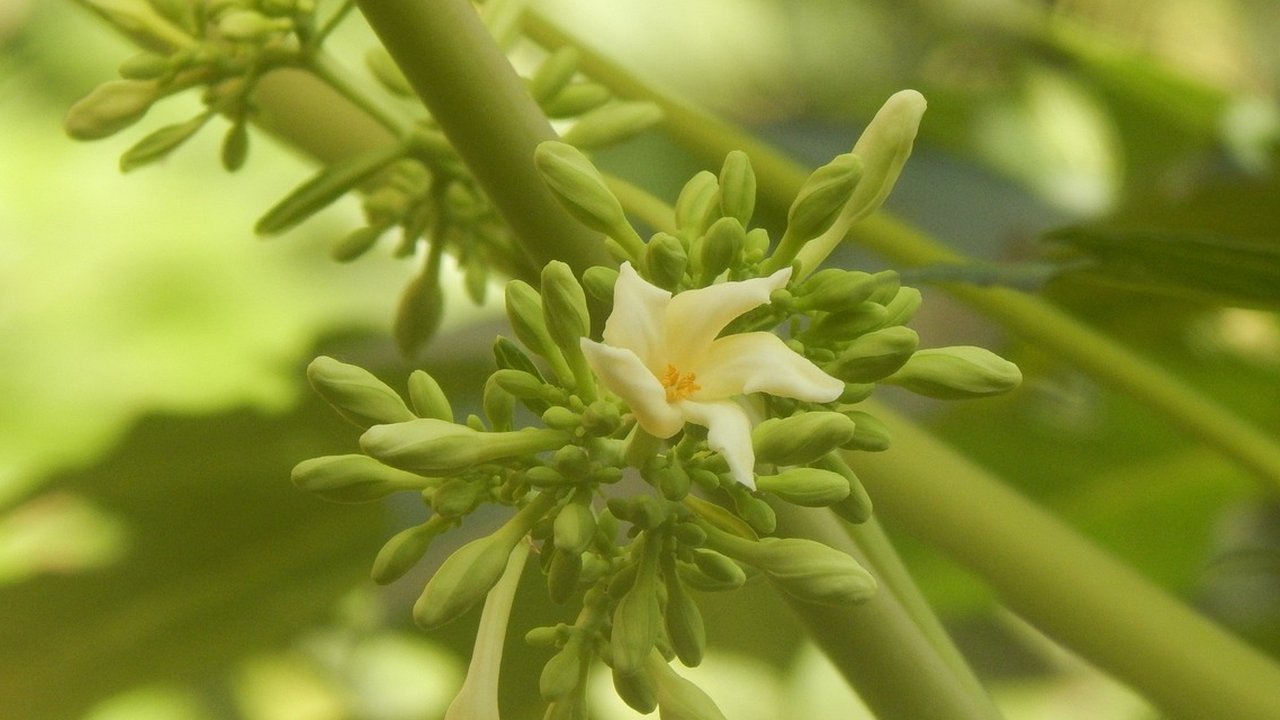 bunga pepaya