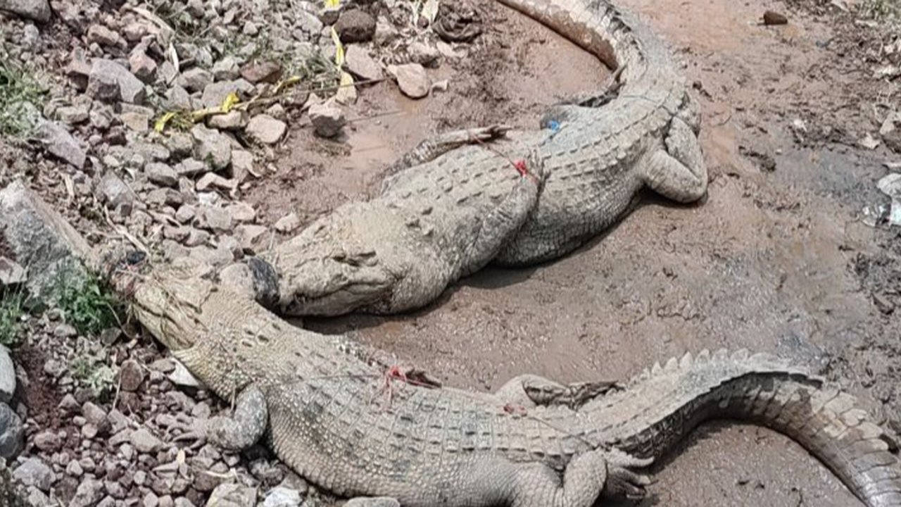 Tembok Penangkaran Jebol, Buaya Milik Pengusaha di Cianjur ke Sawah Dekat Permukiman Warga