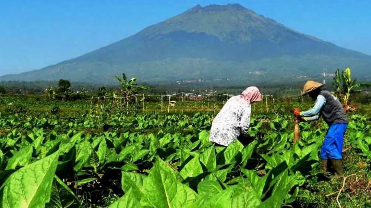 Ilustrasi petani tembakau