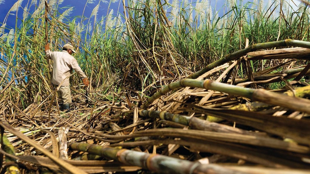 Ilustrasi tebu. (Gambar oleh Momolebo2020 dari Pixabay)