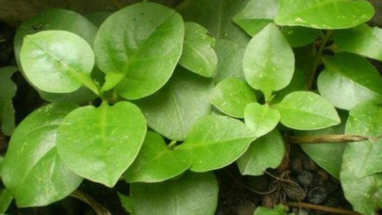 daun binahong