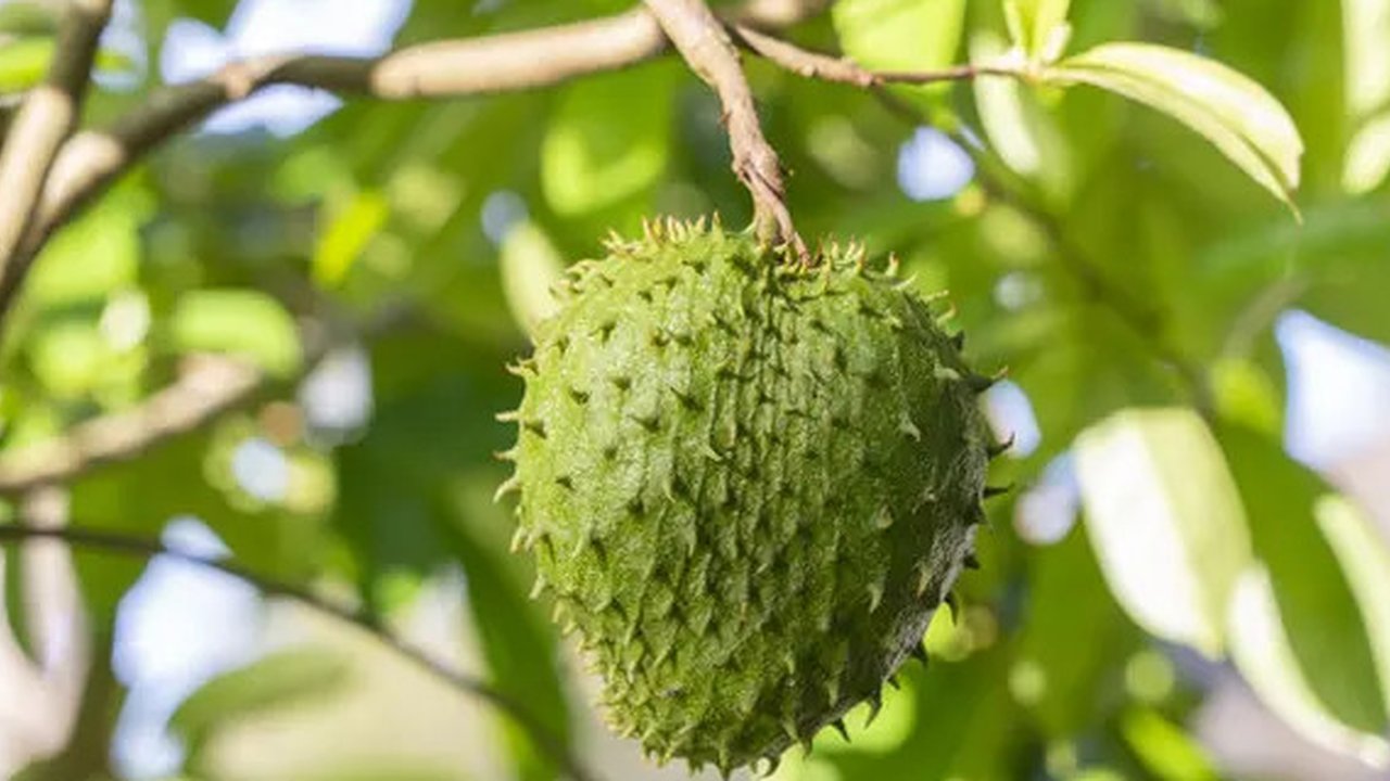 Manfaat Buah Sirsak untuk Melawan Kanker dan Meningkatkan Kekebalan Tubuh