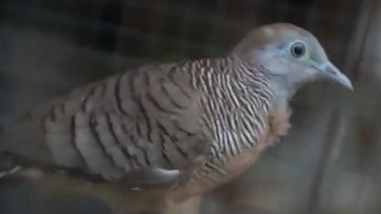 Pecinta burung perkutut di Boyolali