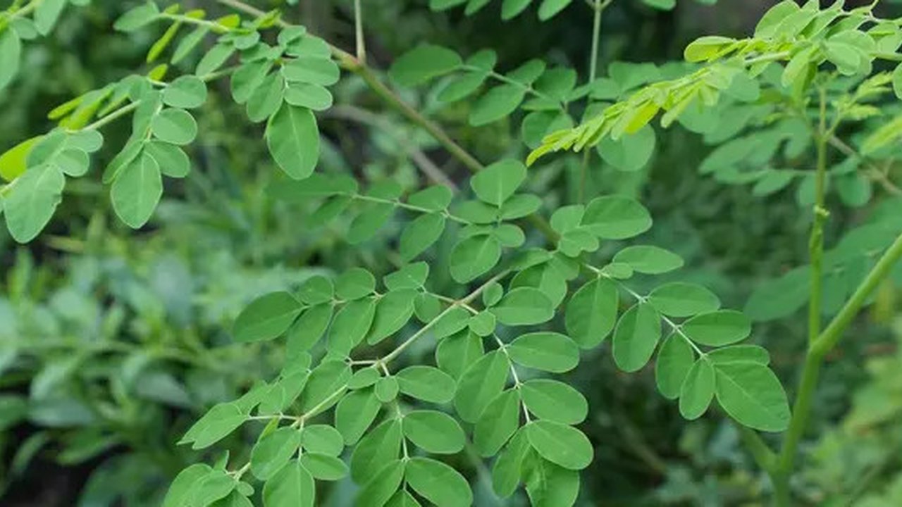 Daun Kelor (Sumber: paulsober.wordpress.com)