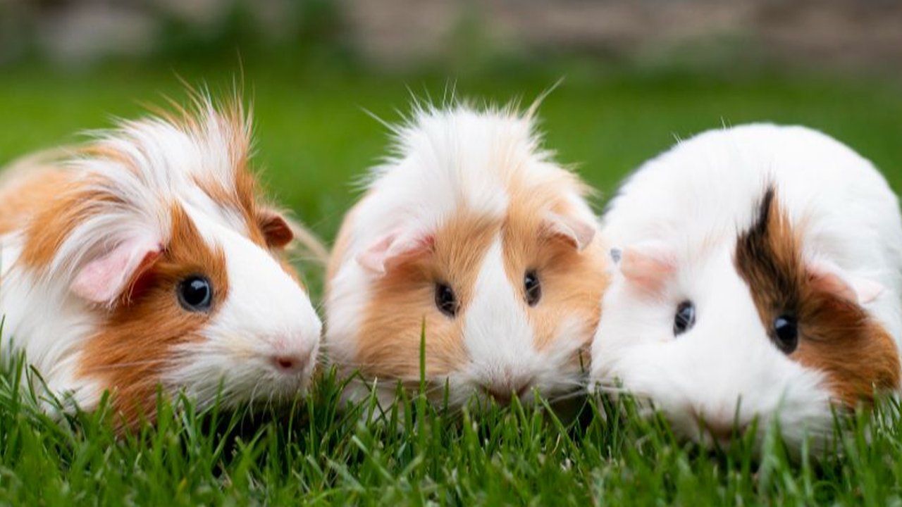 Guinea Pig Breeds for a Fluffy Companion
