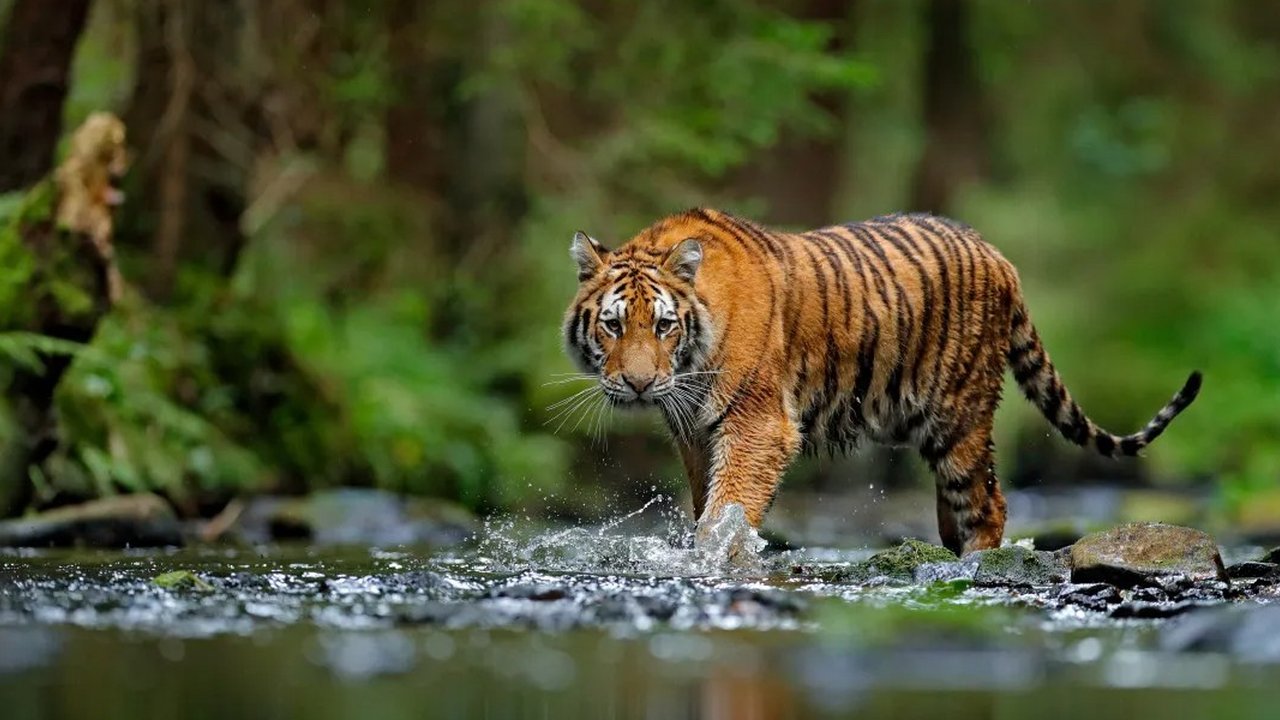 Cendrawasih Raggiana (Paradisaea raggiana)