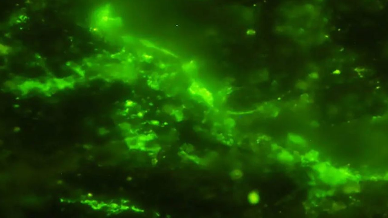 Penemuan mikroba yang masih hidup setelah 2 miliar tahun