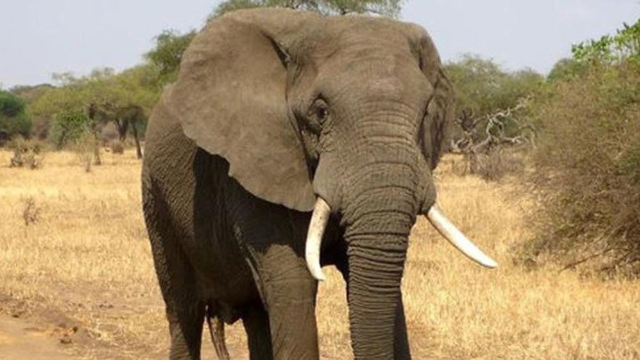 Ilustrasi gajah.