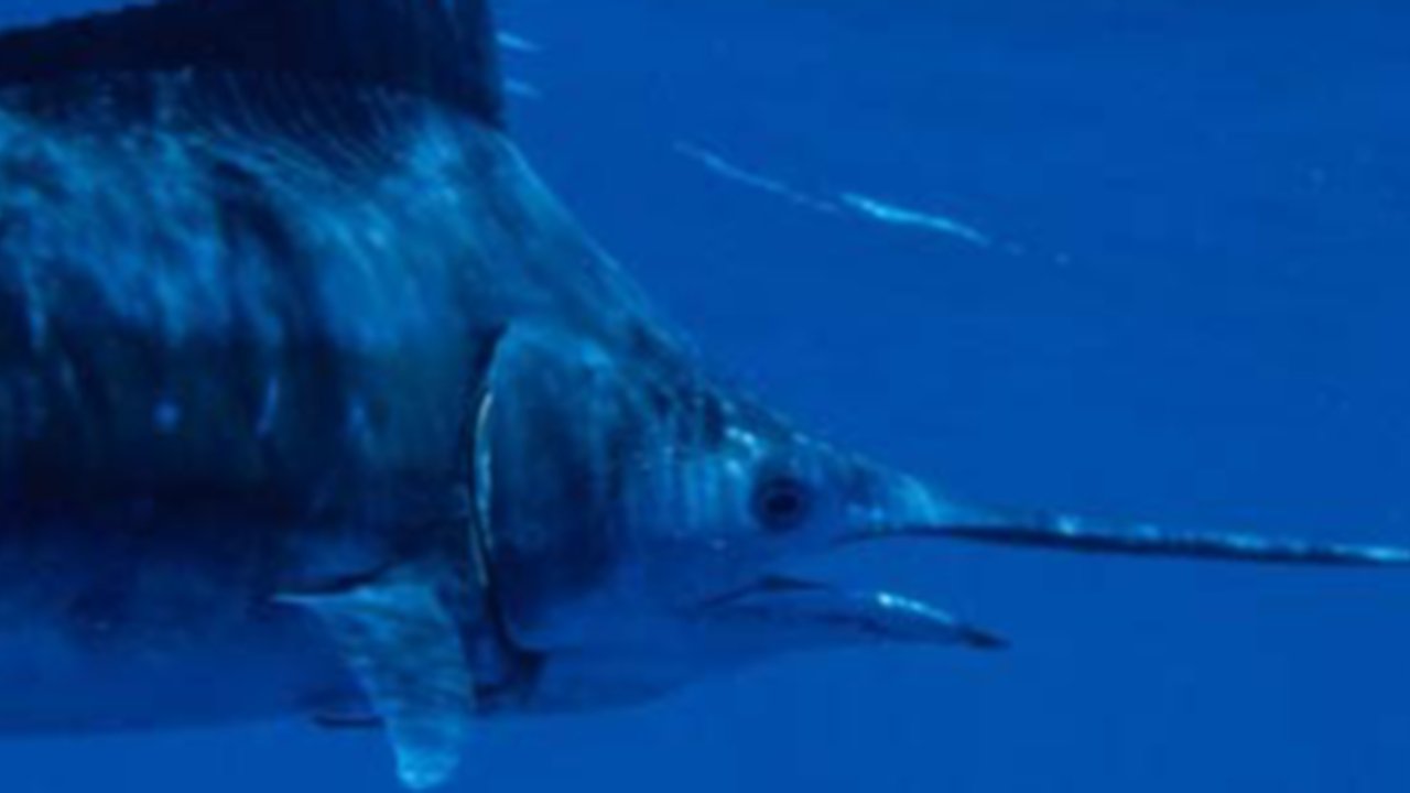 Ikan todak (swordfish)
