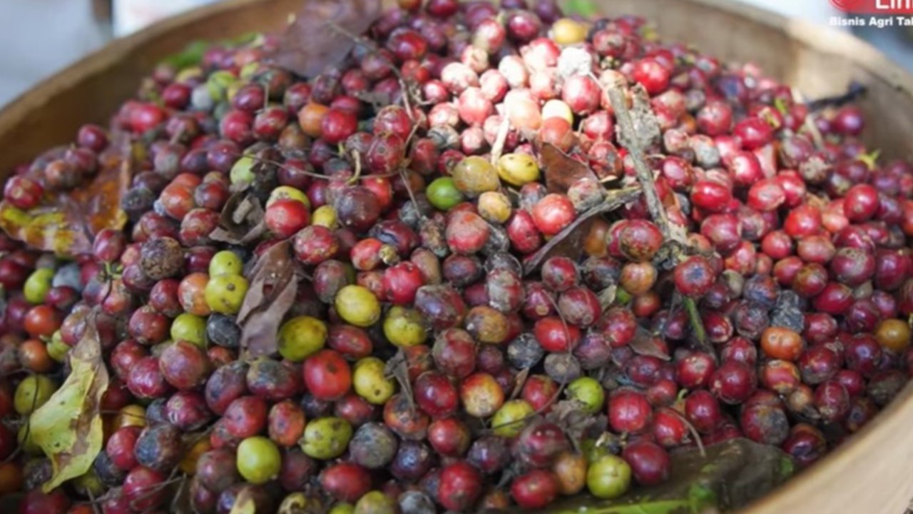 Kopi Banjarsari Magelang