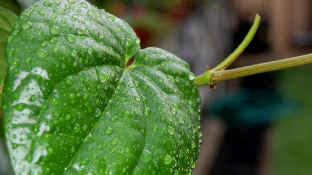 Khasiat Daun Sirih: Tanaman Tradisional untuk Kesehatan Mulut dan Tenggorokan