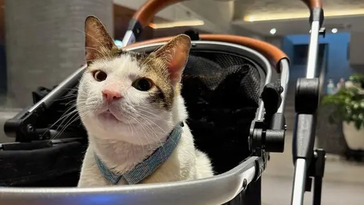 Bobby Kucing Prabowo di Pelantikan Presiden RI ke-8 (Sumber: Instagram/bobbykertanegara)