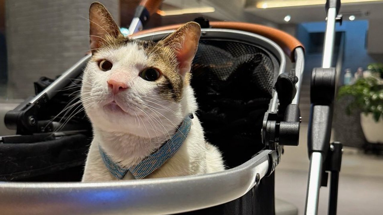 Naik Pangkat Kucing Bobby Kesayangan Presiden Prabowo