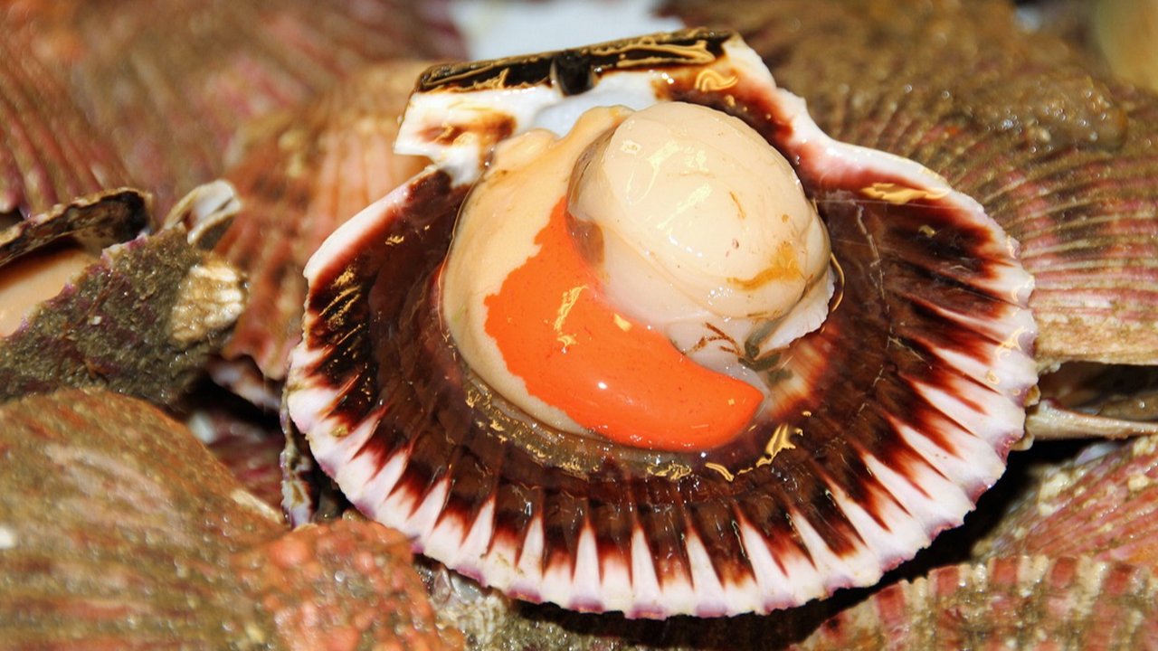 kerang simping
