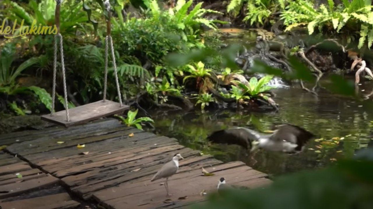7 Potret Aviary Rumah Irfan Hakim yang Asri bak Hutan, Dihuni Ratusan Hewan Peliharaan - Suasana Sejuk