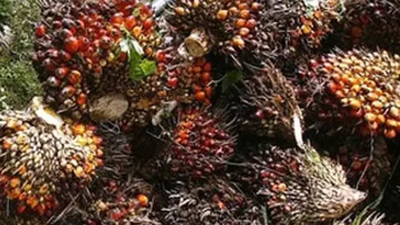 Ada tiga hambatan terbesar di industri kelapa sawit Indonesia.