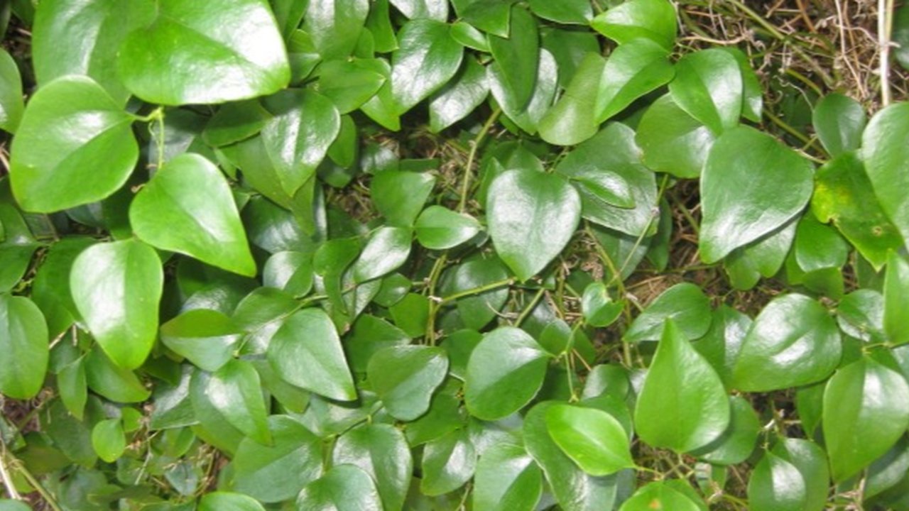Daun Bungkus Papua