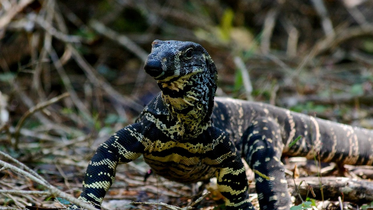 Jenis-jenis Reptil Ini Ternyata Banyak Peminatnya, Termasuk Biawak