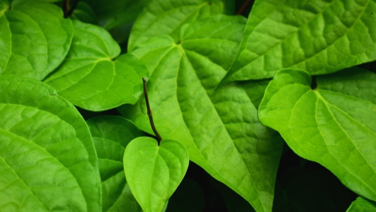 Rahasia Kesehatan Daun Sirih, Khasiatnya untuk Organ Kewanitaan dan Pencernaan