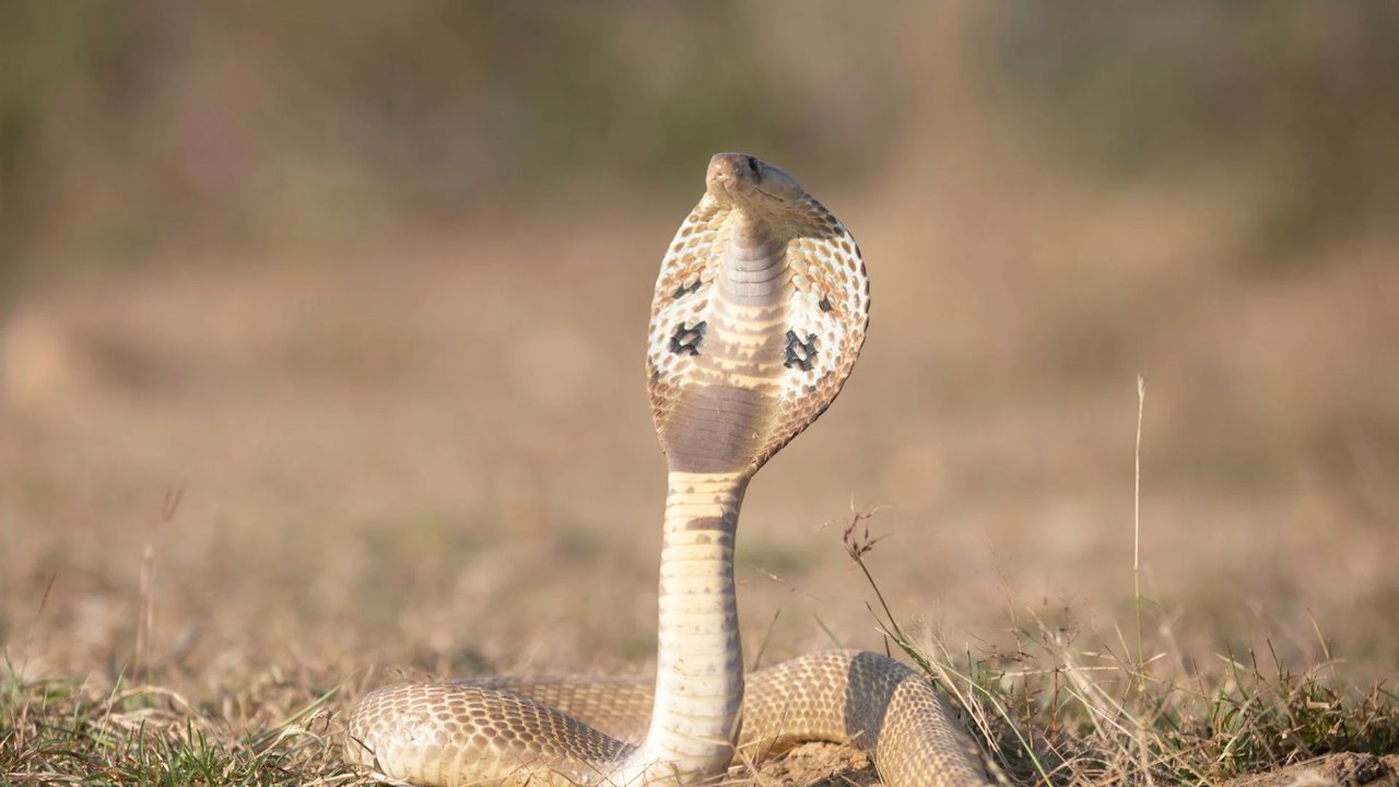 Penelitian ini Ungkap Ular King Cobra Bukan Hanya Satu Spesies Saja