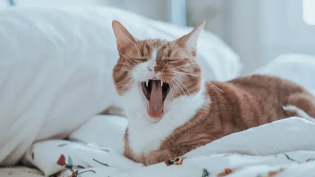 Ilustrasi Kucing Credit: pexels.com/Inge