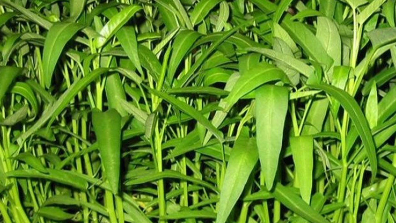 Ilustrasi daun kangkung.