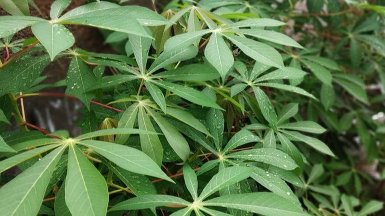 Ilustrasi daun singkong.