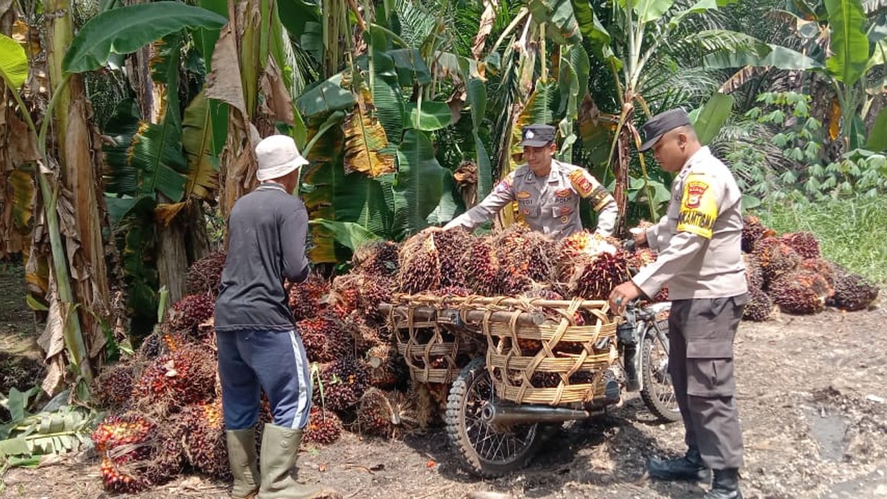 Aksi Bhabinkamtibmas bantu petani sawit