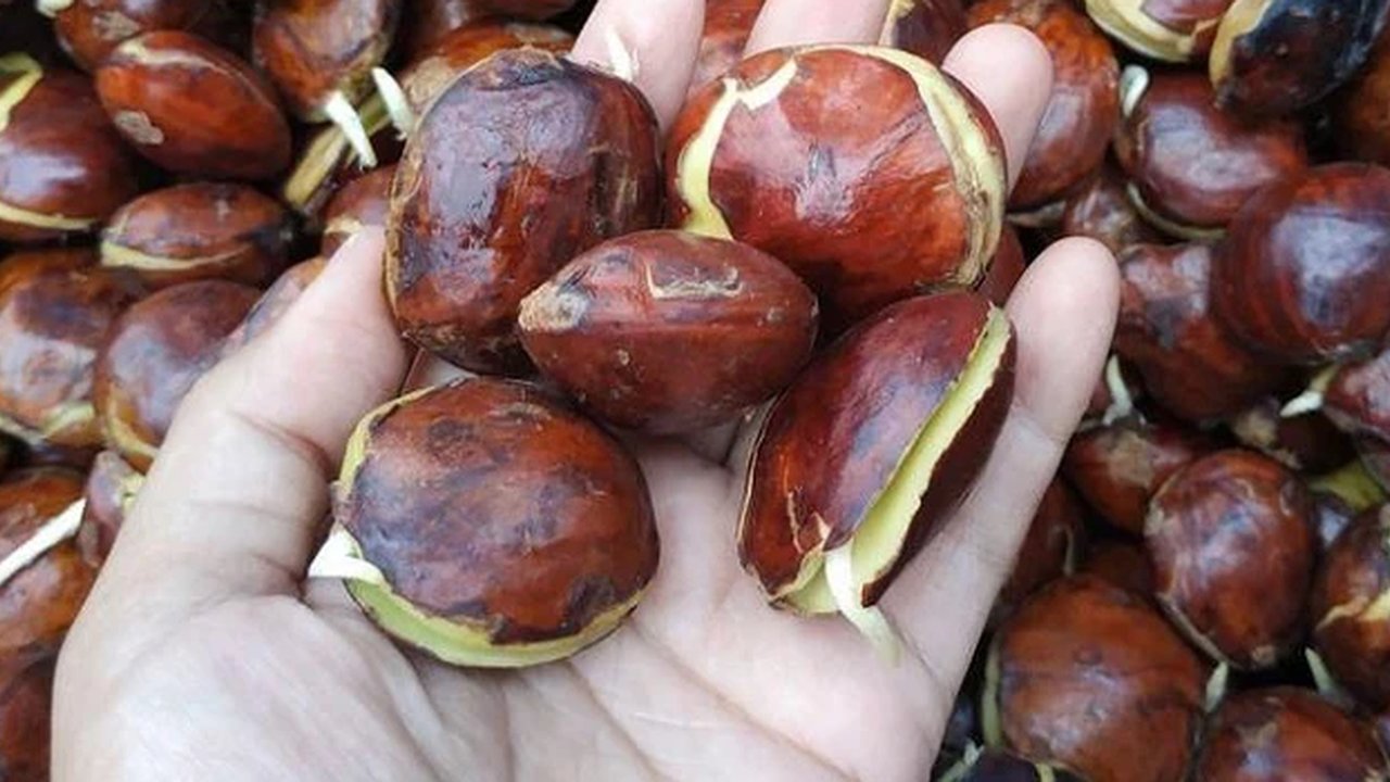 Ilustrasi jengkol.