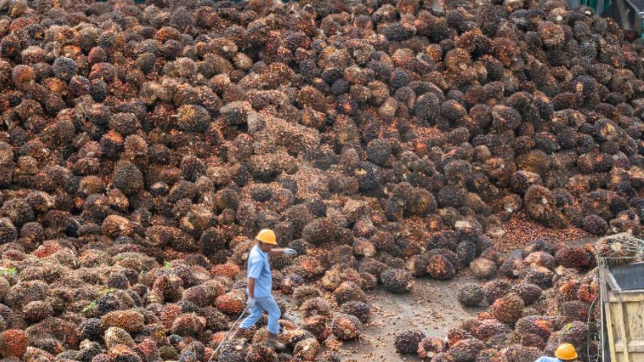Tandan buah segar di pabrik pengolahan kelapa sawit (Foto: PT Austindo Nusantara Jaya Tbk/ANJT)