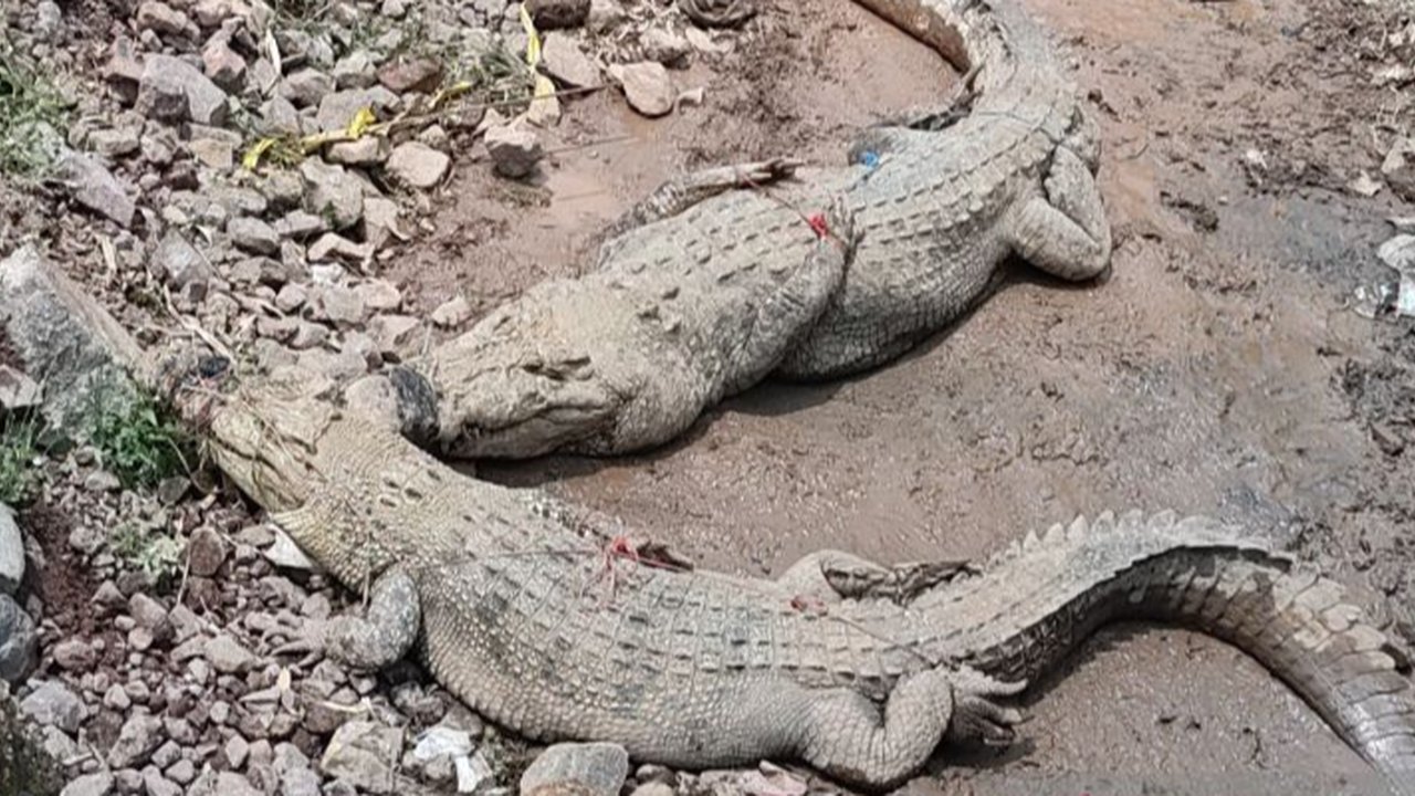 Buaya masuk perkampungan