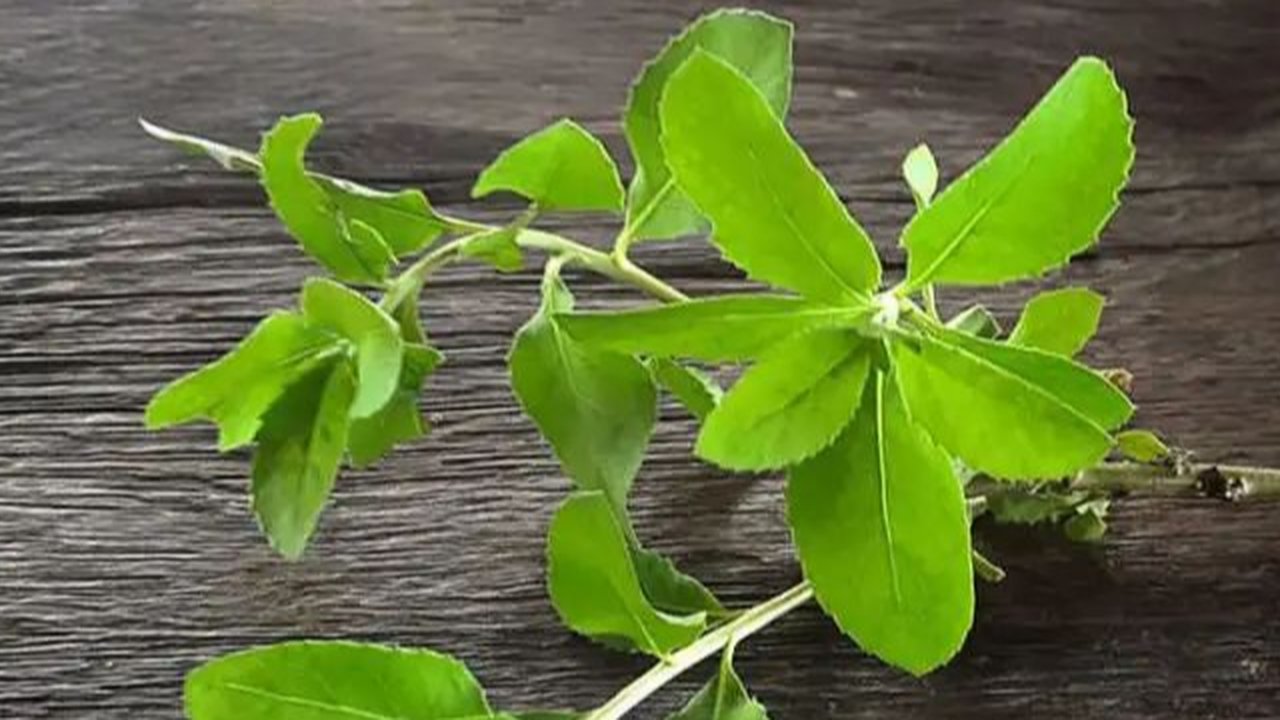 Sejuta Manfaat Daun Beluntas