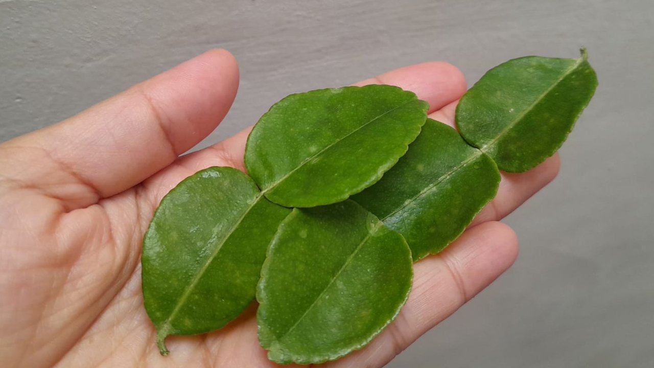 Cara Simpan Daun Jeruk di Freezer agar Awet dan Tidak Mudah Layu