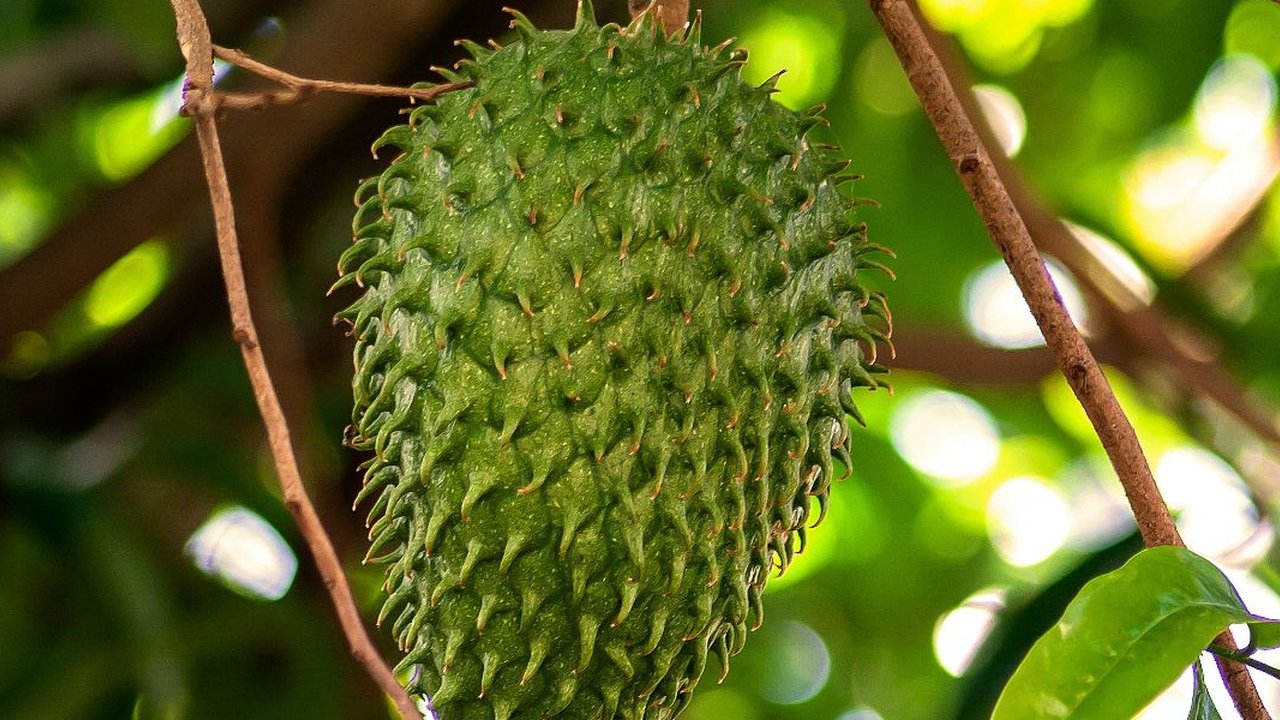 Manfaat daun sirsak untuk menjaga kesehatan tubuh.