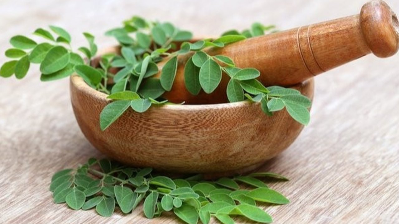 daun kelor