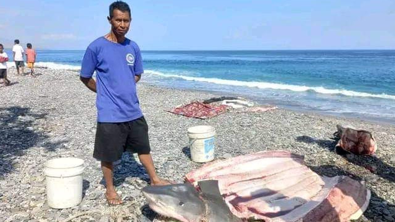 Potongan Tubuh Penyelam Ditemukan Dalam Perut Hiu