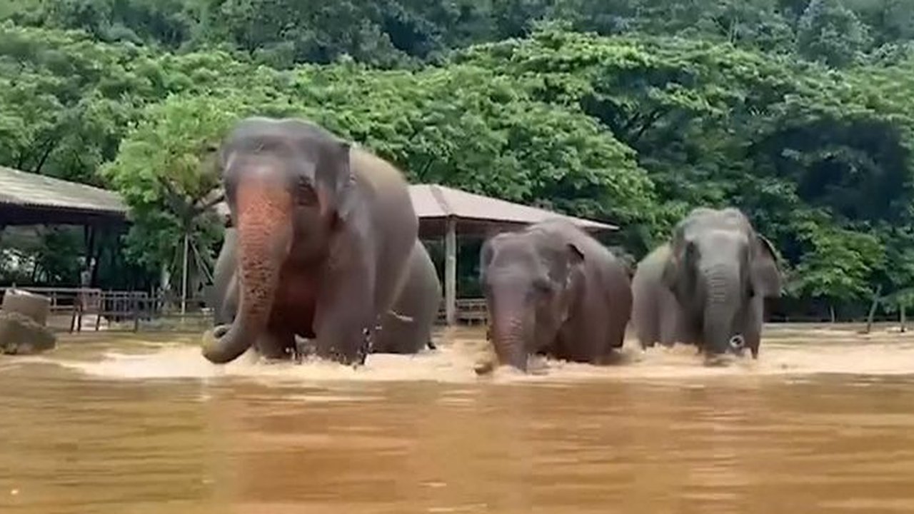gajah kebanjiran di thailand