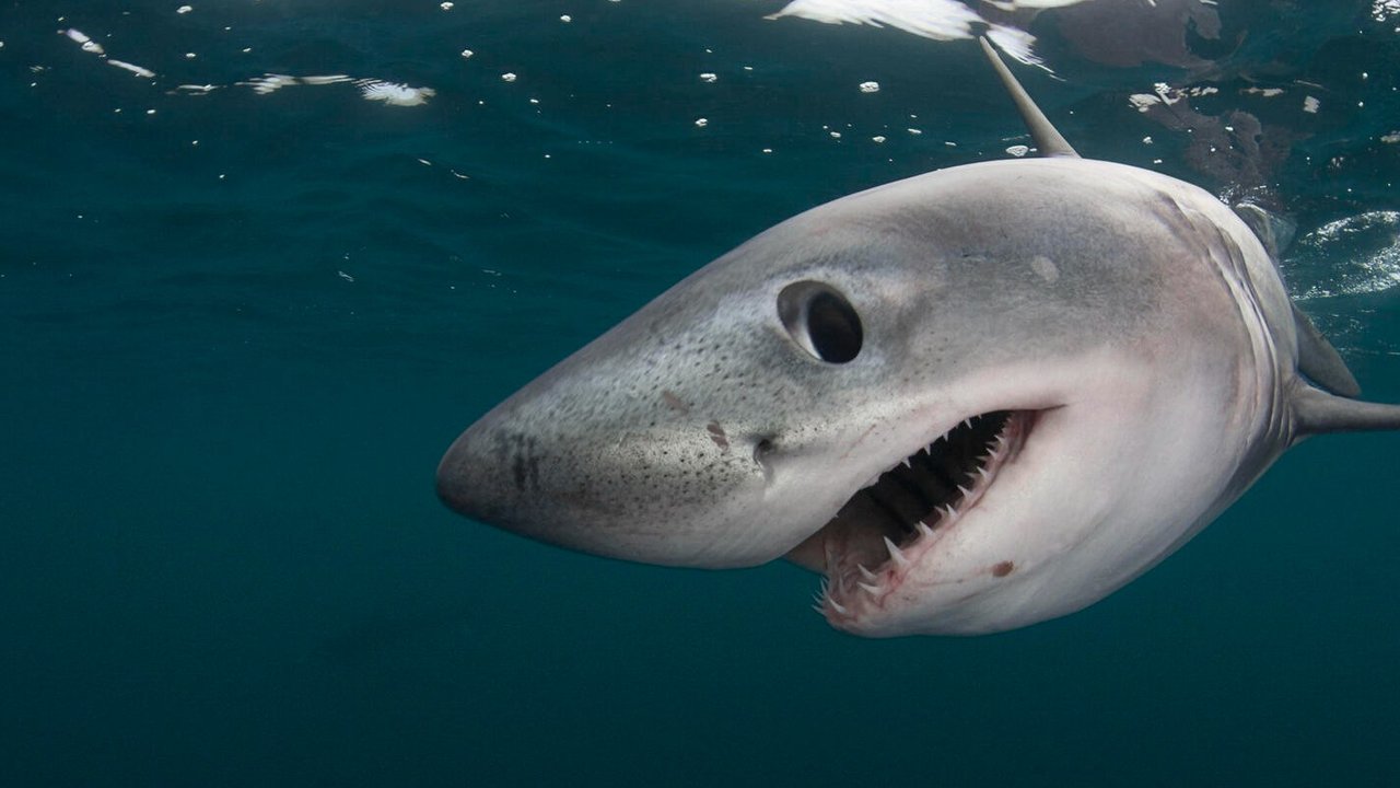 Contoh Hewan Ovovivipar