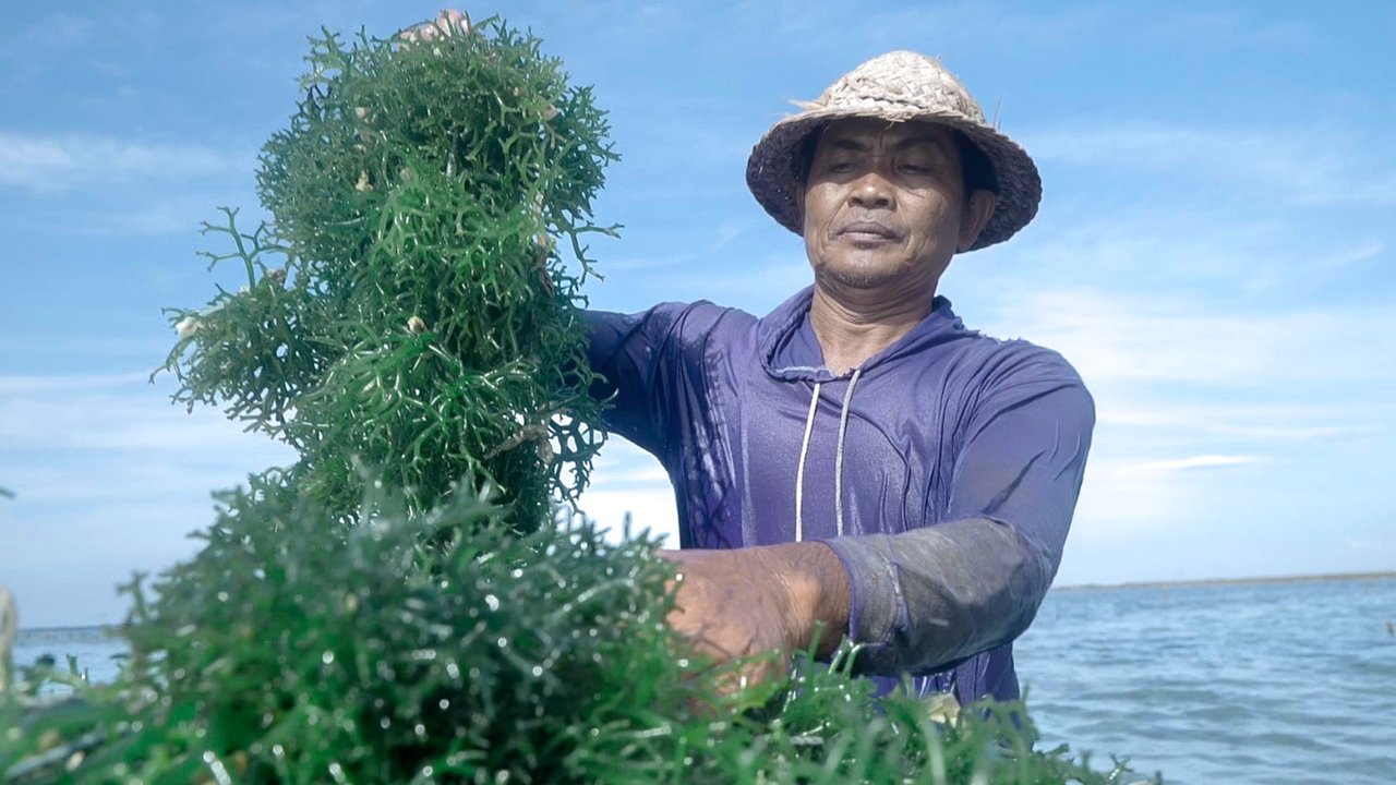 Usaha rumput laut di Bali