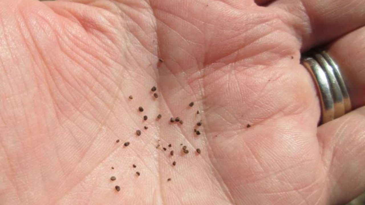 Benih tembakau kuno dari Zaman Batu.