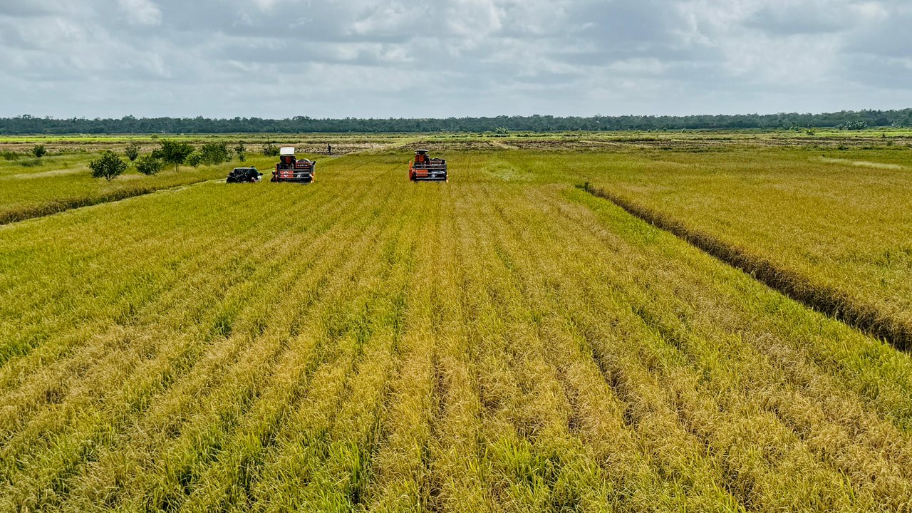 Panen raya di Merauke